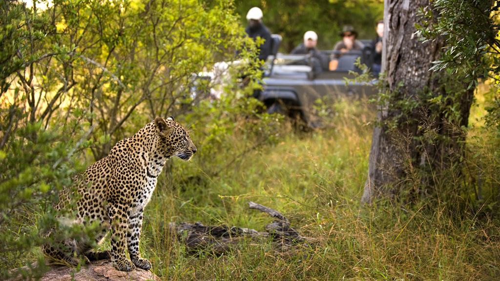 Safari-School: A Typical Day on Safari in Africa