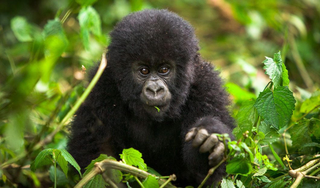 One of Stephanie's top experiences in Africa - Gorilla trekking