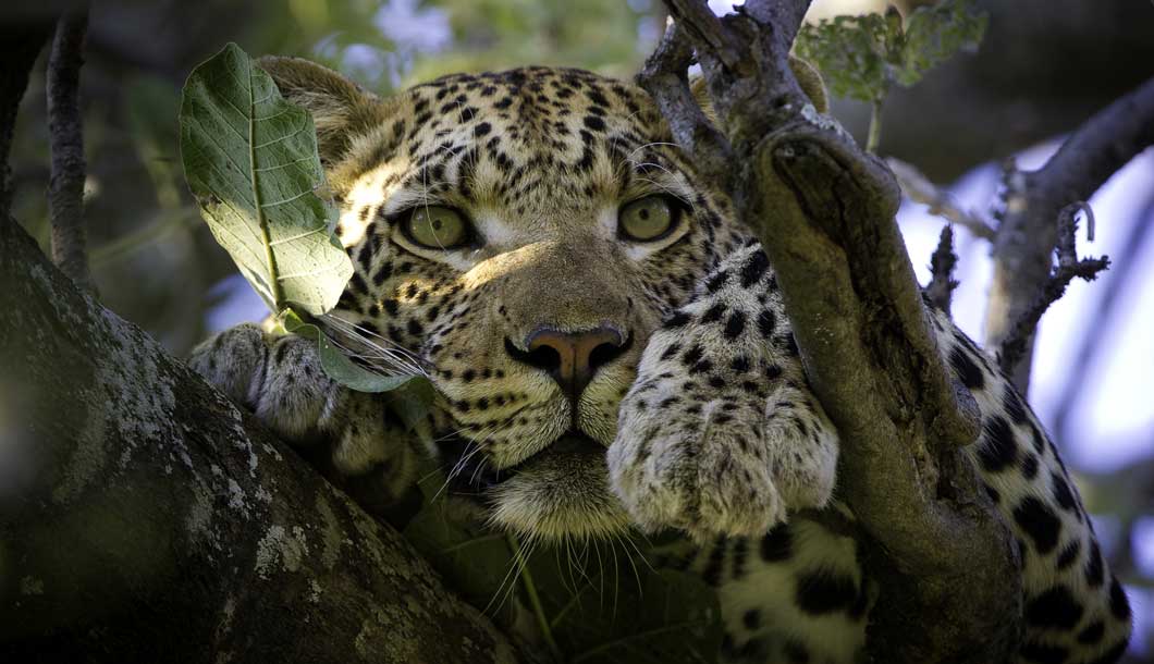 Leopard Spotting on Safari in South Africa