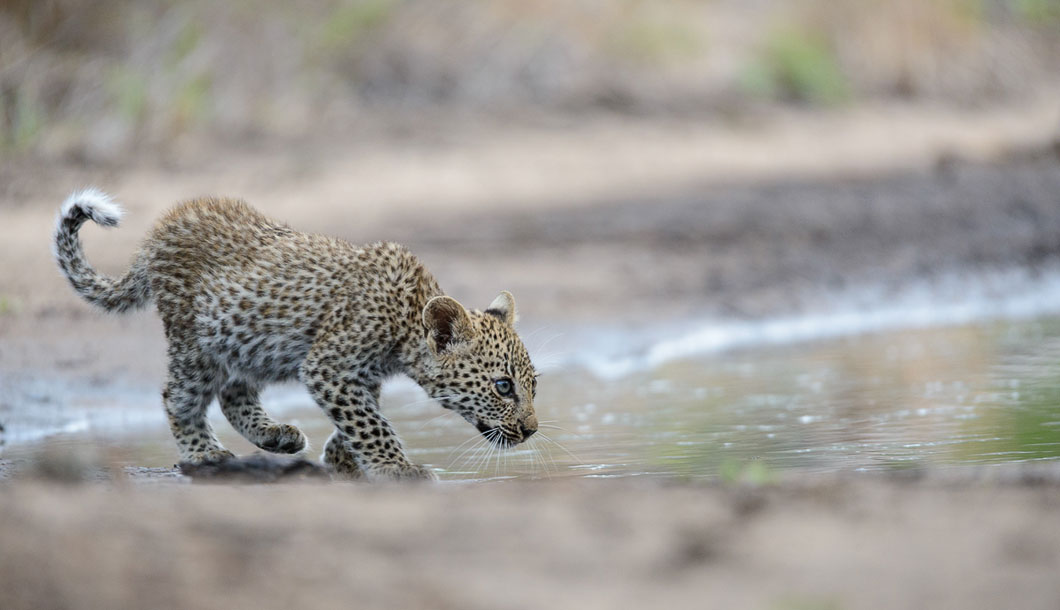 Experience Africa with Bench International