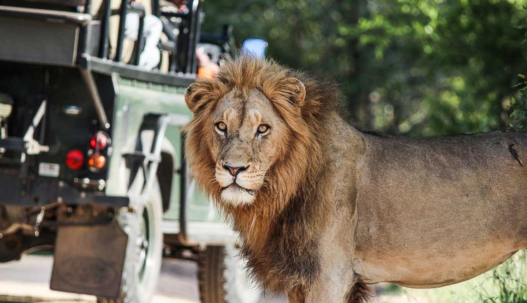 Get up Close and Personal with Nature on a Safari with Bench International