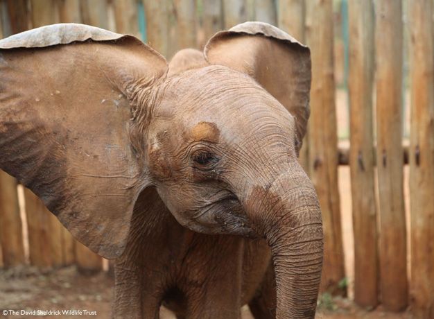 Wanjala - DSTW Elephant Rescue