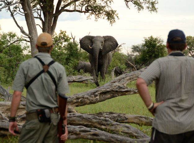 Bush Walking in Africa