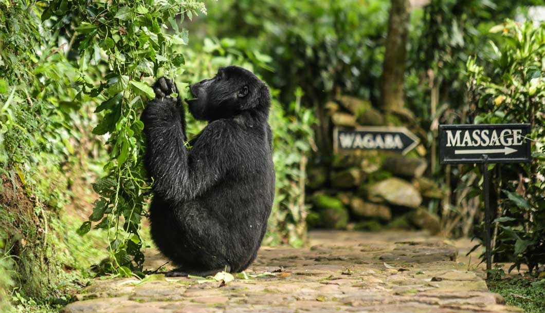 Gorilla Trekking in Rwanda