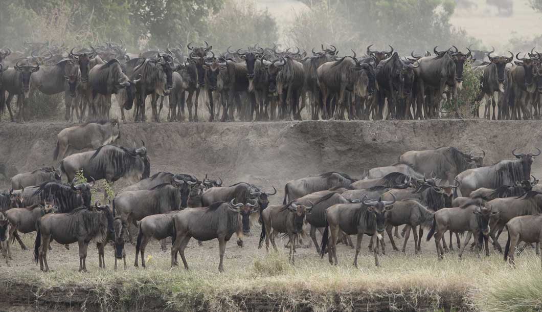 The Wildebeest Migration in the Masai Mara , Kenya