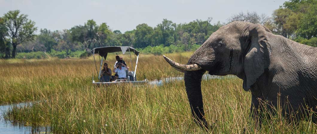 Elephant on safari in the Delta