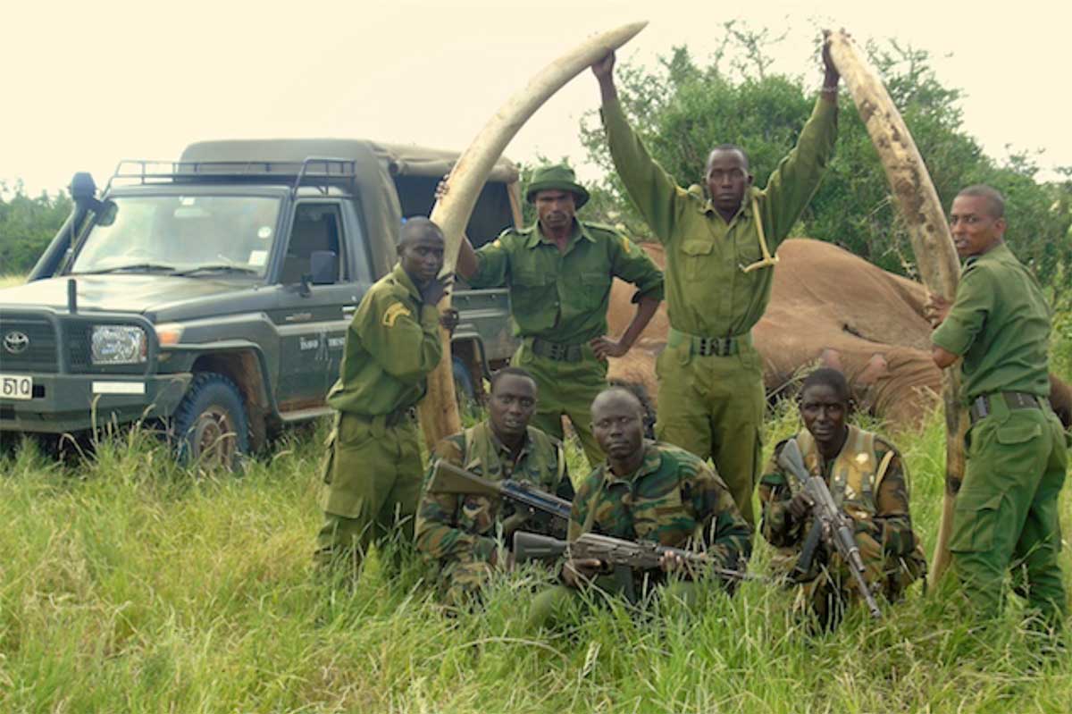 Satao 2 Tusk Recovery by the Kenya Wildlife Service © Tsavo Trust