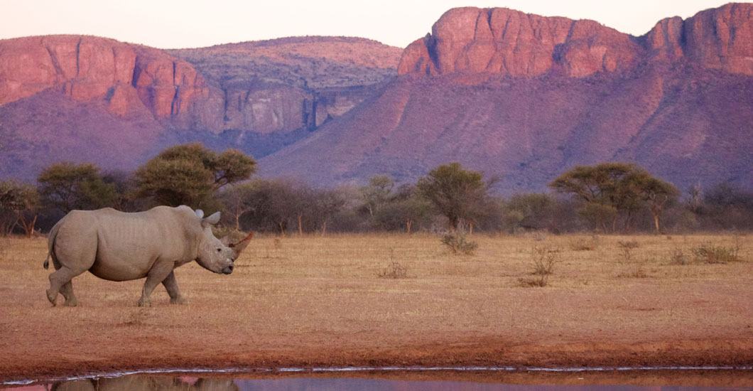 Nothing can prepare you for seeing a rhino on foot! 