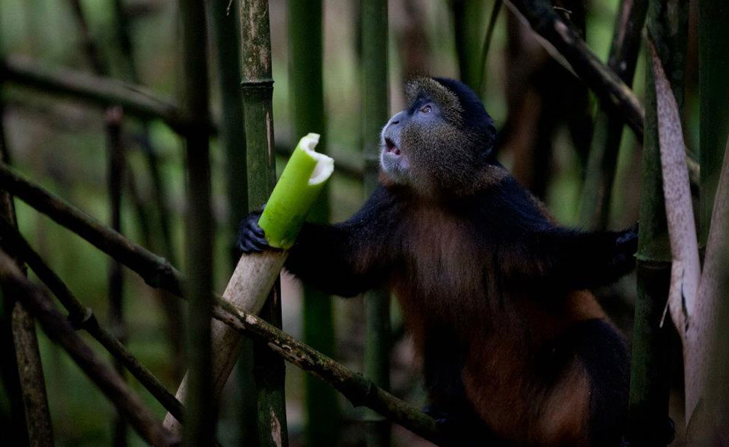 From kayaking on Lake Kivu and canopy tours/ hikes through Nyungwe Forest, trekking the golden monkeys, to game viewing in Akageera National Park and the poignant Genocide Memorial in Kigali