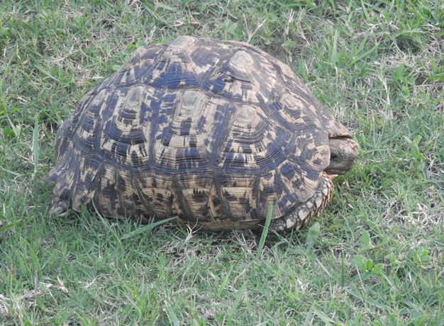 The leopard tortoise, one of the 'small five'