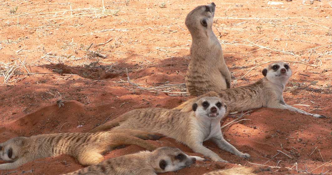 The meerkat is one of the 'shy five'