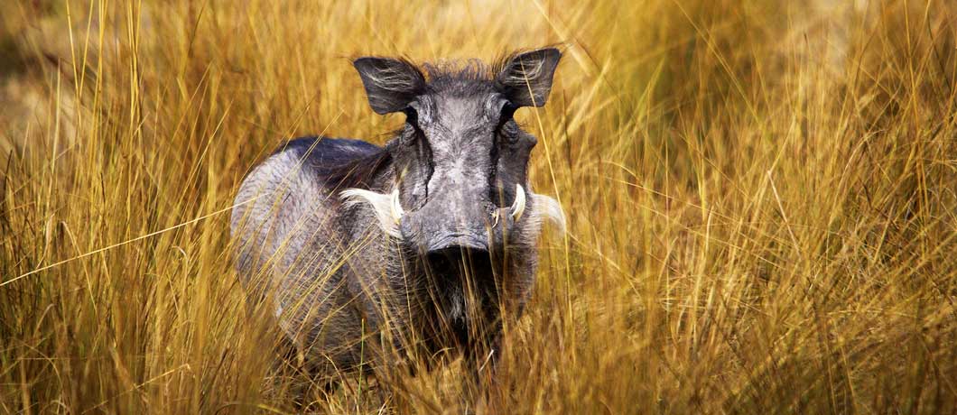 The warthog is one of the 'ugly five'