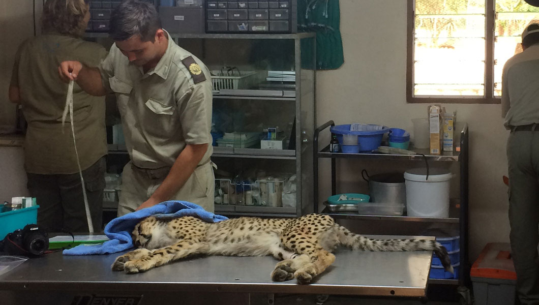 Cheetah DNA Testing at the Centre