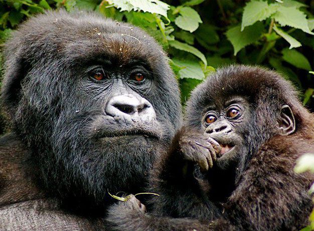 Gorilla Tracking Rwanda