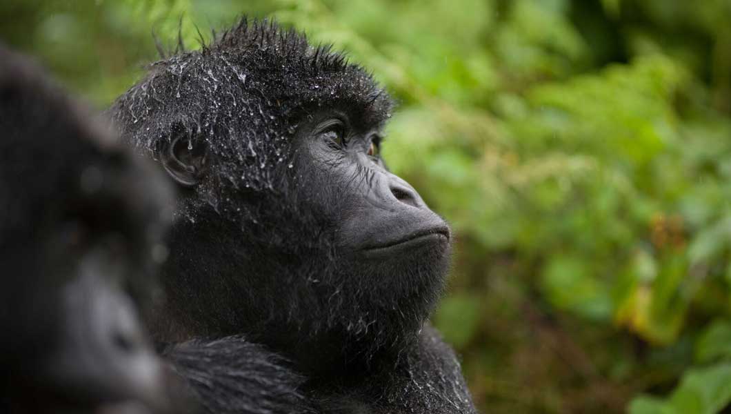 Gorilla Trekking in Rwanda