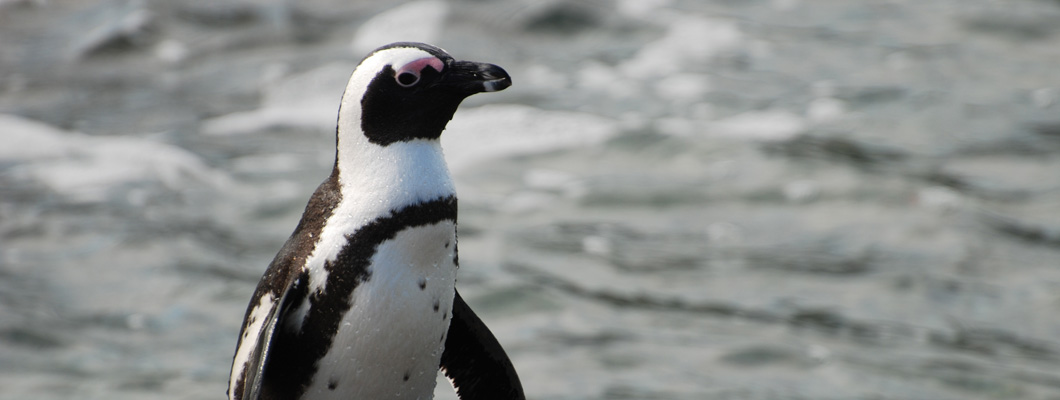 African Penguins at Boulders Beach