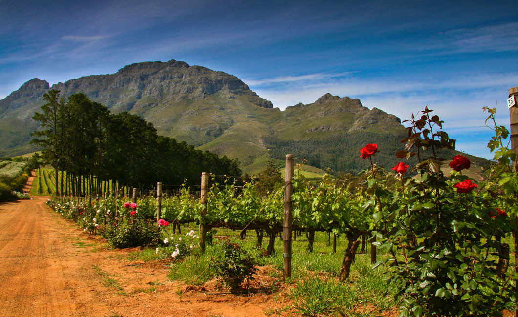 The Beautiful Cape Winelands