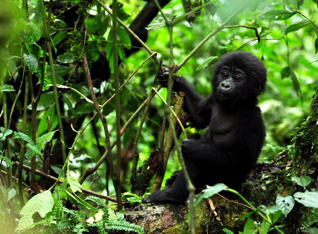 Gorilla Trekking Uganda Price