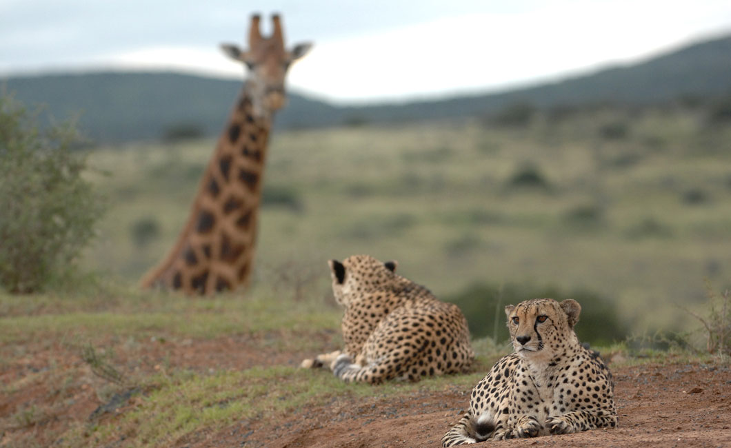 Kwandwe Private Game Reserve