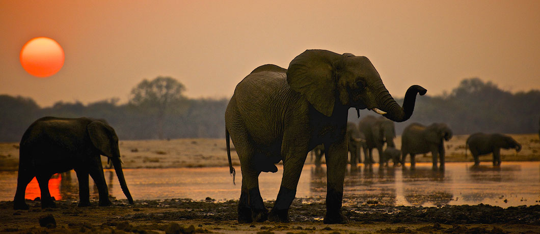 Where to see elephants in the wild