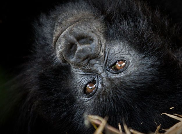 Lance Richardson Gorillas Rwanda