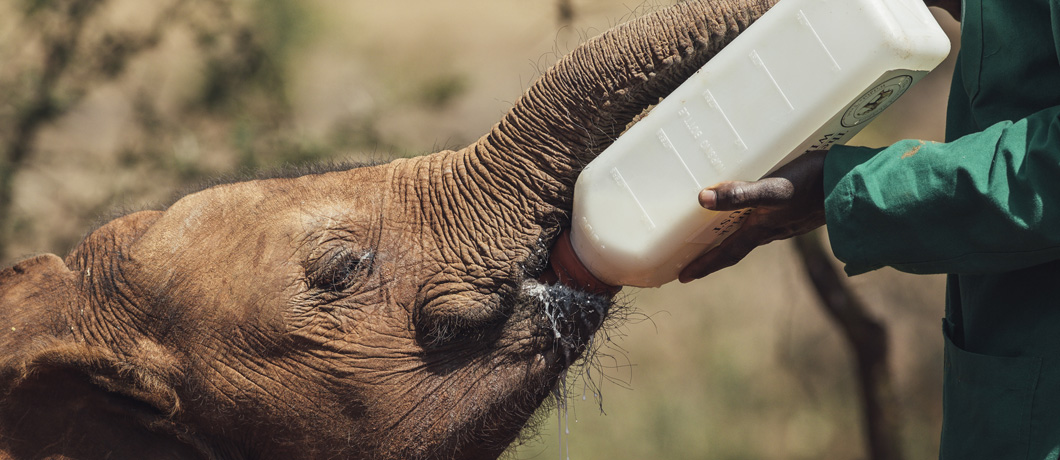 Daphne Sheldrick Elephant Orphanage