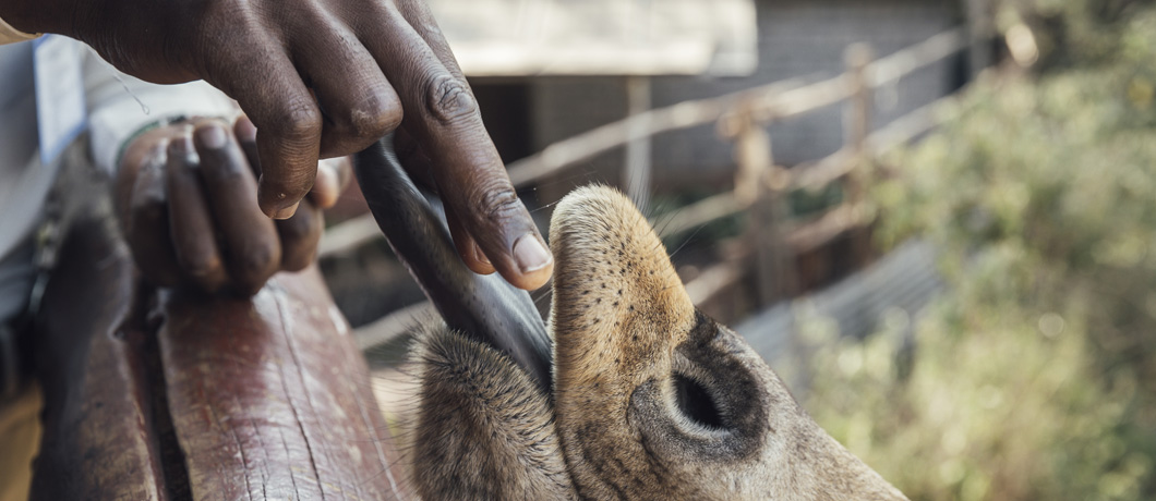 Giraffe Centre