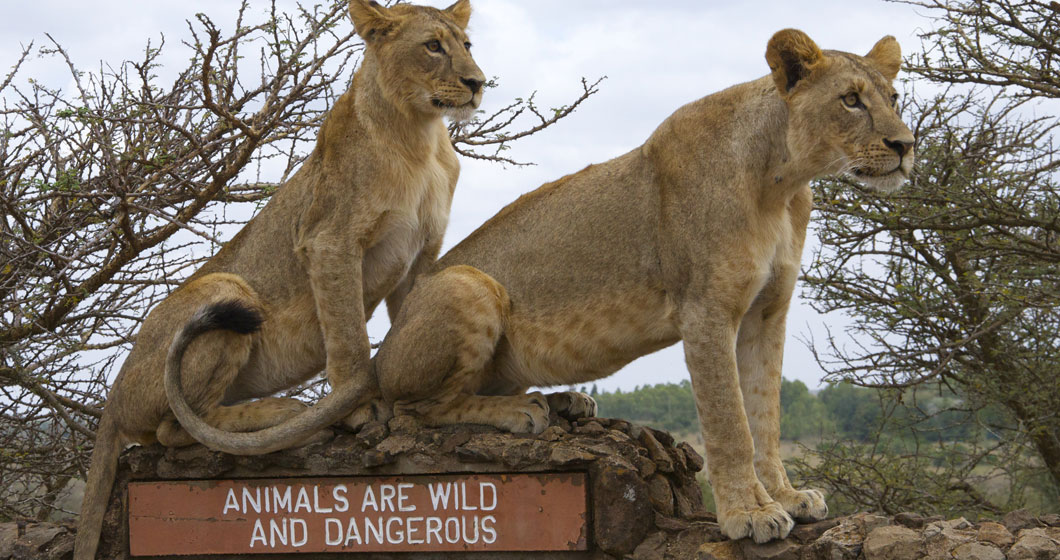 Nairobi National Park