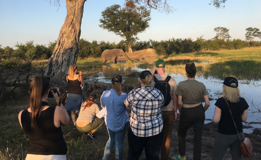 Tracking Wild Elephants on Foot