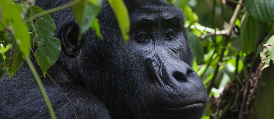 Gorilla Trekking Rwanda Ideal Time