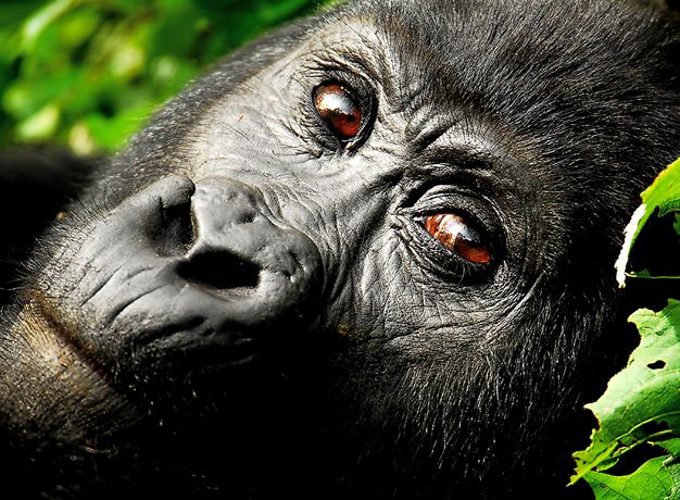 Gorilla Trekking Uganda Price