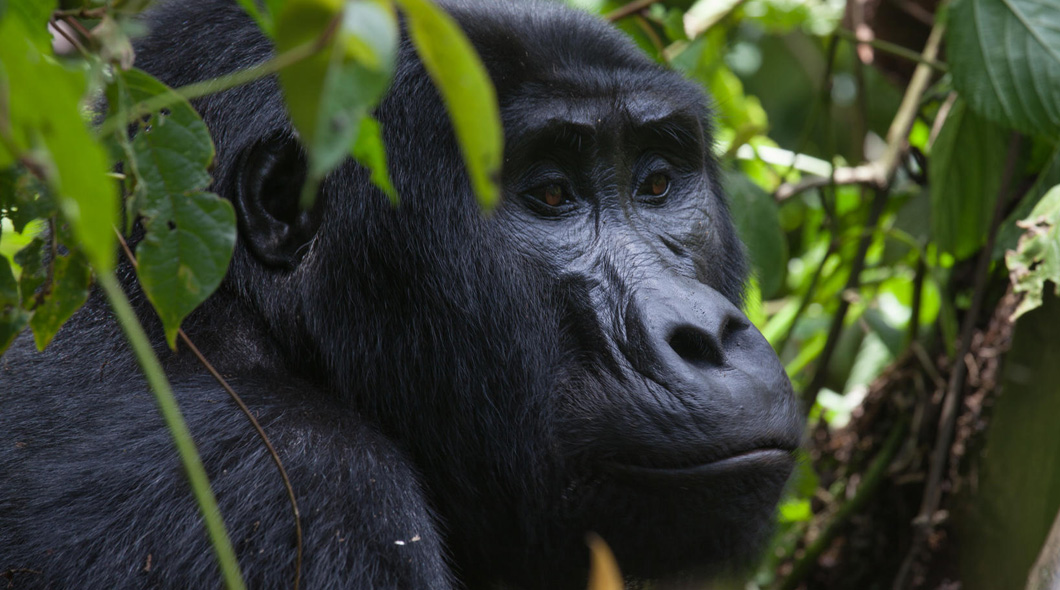 Bwindi Impenetrable National Park, Uganda