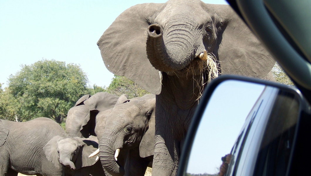 Get up Close to the Wildlife in South Africa