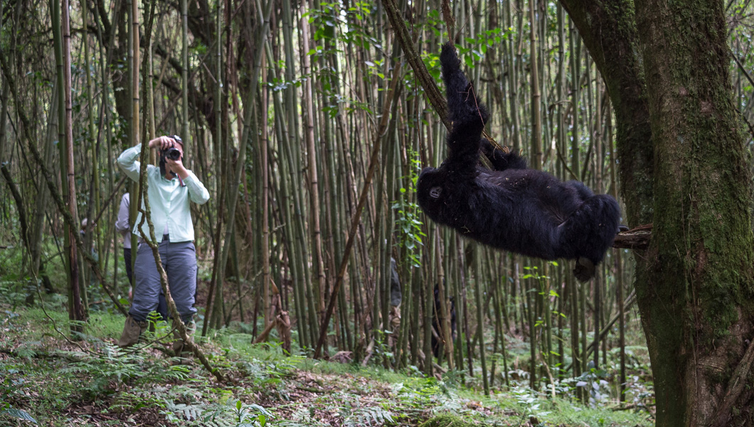 Visit the Mountain Gorillas in Rwanda or Uganda