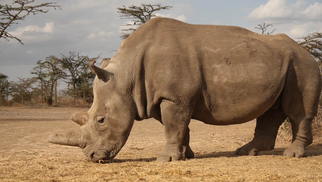 The first project of its kind - to save the Northern White Rhino