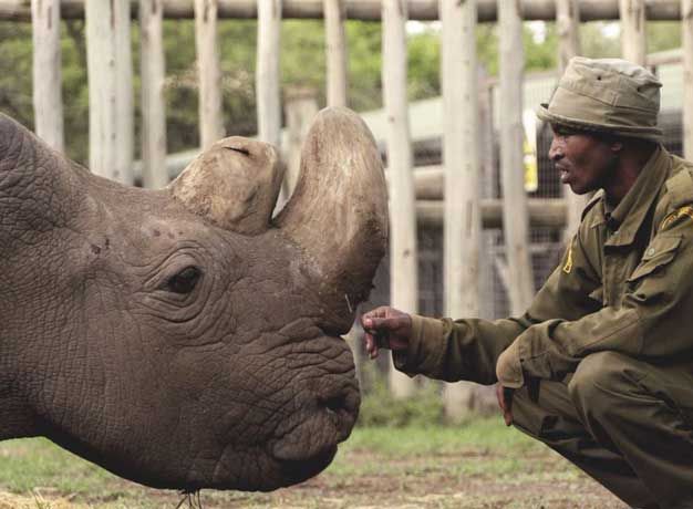 Northern White Rhino Fate