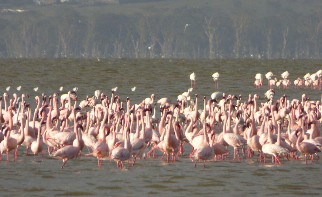 Quite a few flamingos out on Lake Nakuru