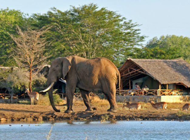 Affordable Kenyan Safari Experience