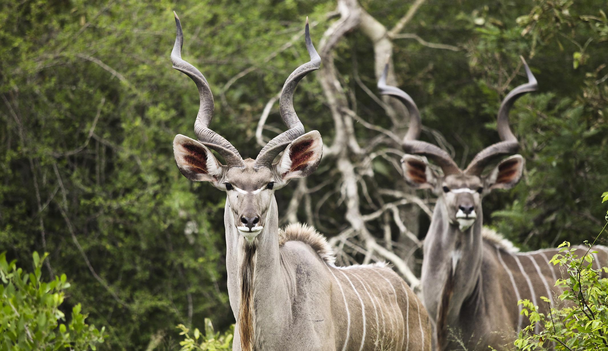 lukimbi safari lodge classic suite