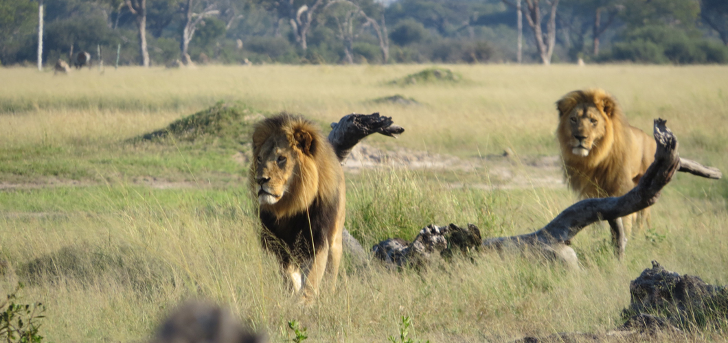 Cecil - left, Jericho - right  