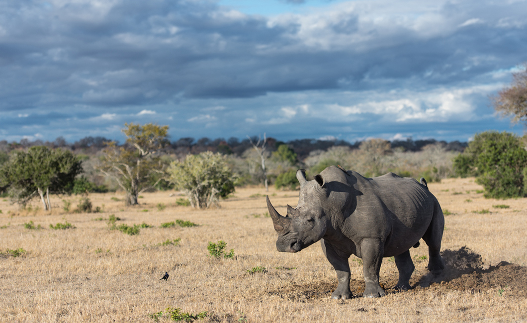 White Rhino