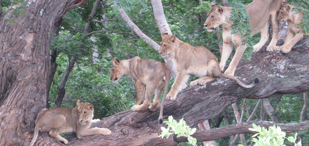 The Spice Girls, with Cecil's Cubs