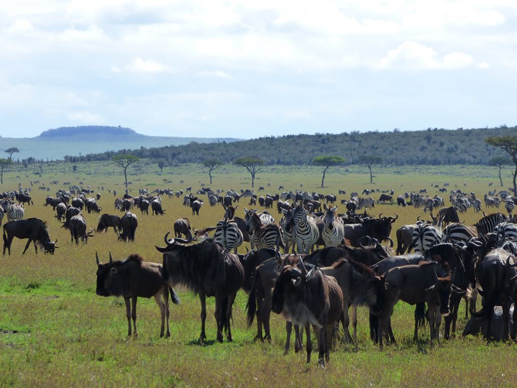 Ndutu Serengeti Safari migration