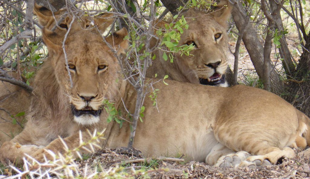 Game drive across the dry plains and along the Khwai River, and keep your binoculars at the ready for predators, majestic elephant, buffalo, and hordes of plains game. 