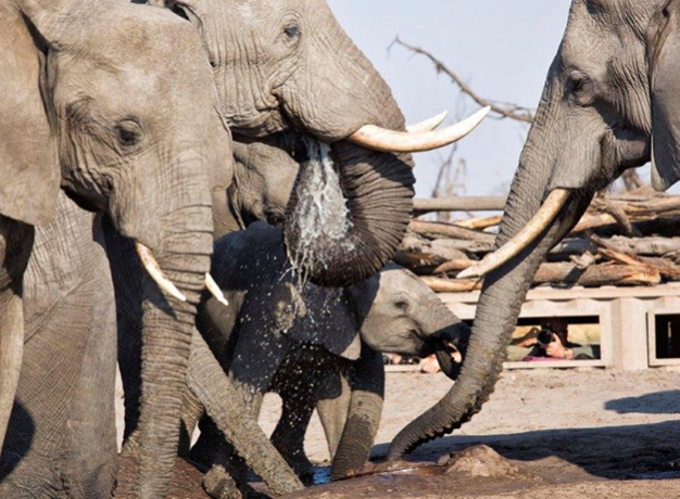African Safaris Tours Bench Africa Bench International
