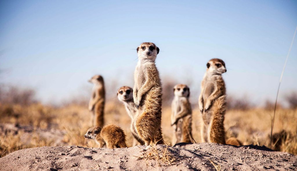 Meet the meerkats in the Kalahari