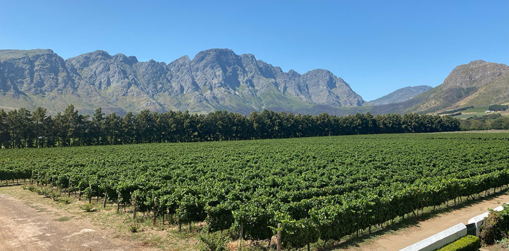 Taking in the mesmerising Cape Winelands scenery on board the Franschhoek Wine Tram. We hopped between a few different wineries, enjoying delicious cuisine, lots of laughs and perhaps a little too much wine