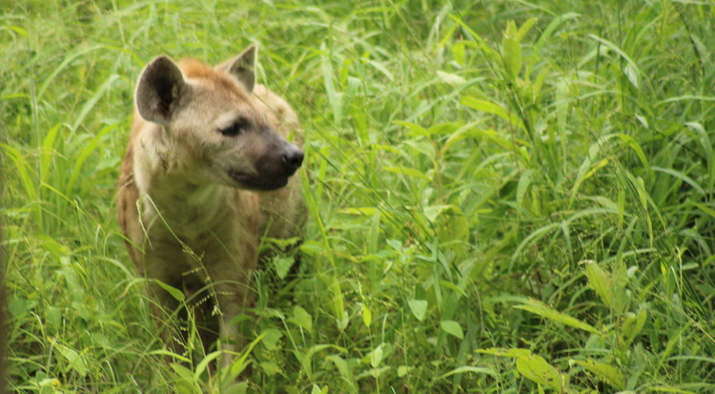 Watching a pack of Hyenas take down and devour an injured baby zebra from the deck of Notten’s Bush Camp whilst waiting for dinner. The hyenas were polite enough to eat their meal behind a bush that hid the zebra but where we could still watch and hear them finish their food.