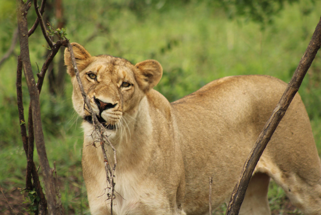 Being only meters away from a lioness whilst she patiently waited and called for a mate at the Sabi Sands Game Reserve.