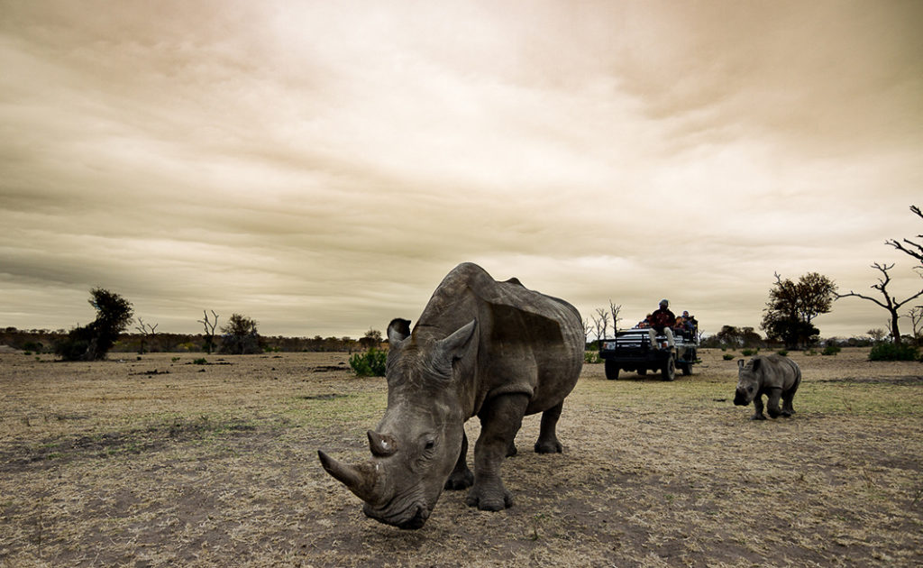 A big five safari in the Kruger National Park in South Africa is a must see and one to add to your travel wishlist